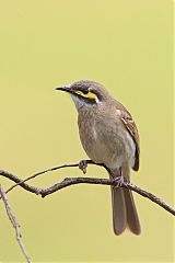 Yellow-faced Honeyeater